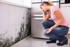 Why You Should Choose Our Mold Remediation Services in Greenbriar, VA